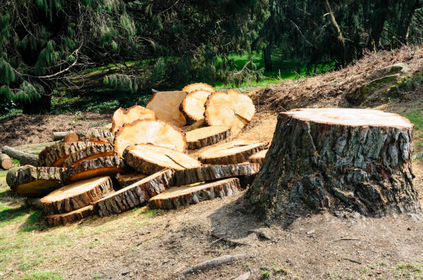 Reliable Dunlap, TN Tree Removal Services Solutions